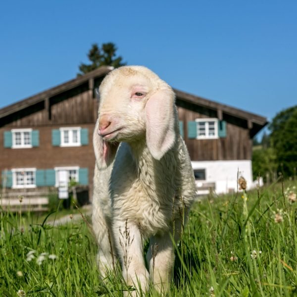 Bergbauern_Schafe038