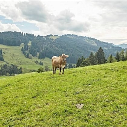 sennerei gunzesried (2)